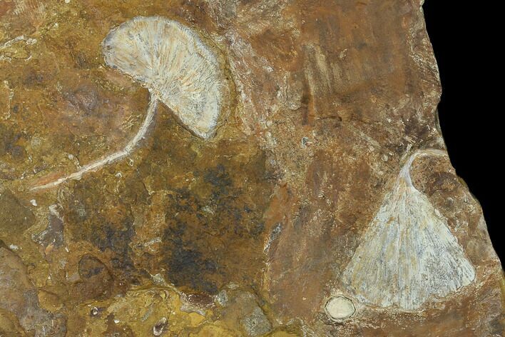 Fossil Ginkgo Leaves From North Dakota - Paleocene #136079
